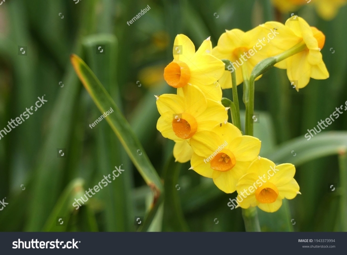 Нарцисс солейл дор