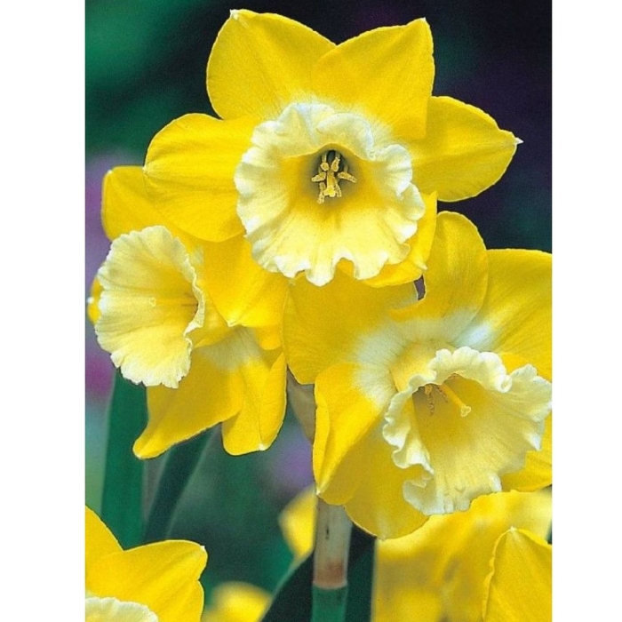 Нарцисс луковичные