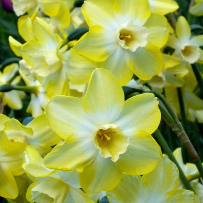 Нарцисс пипит