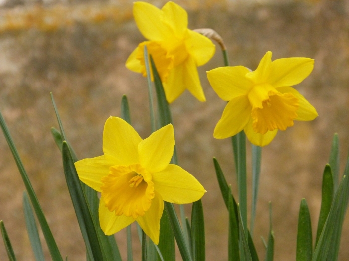 Нарцисс долли моллинджер