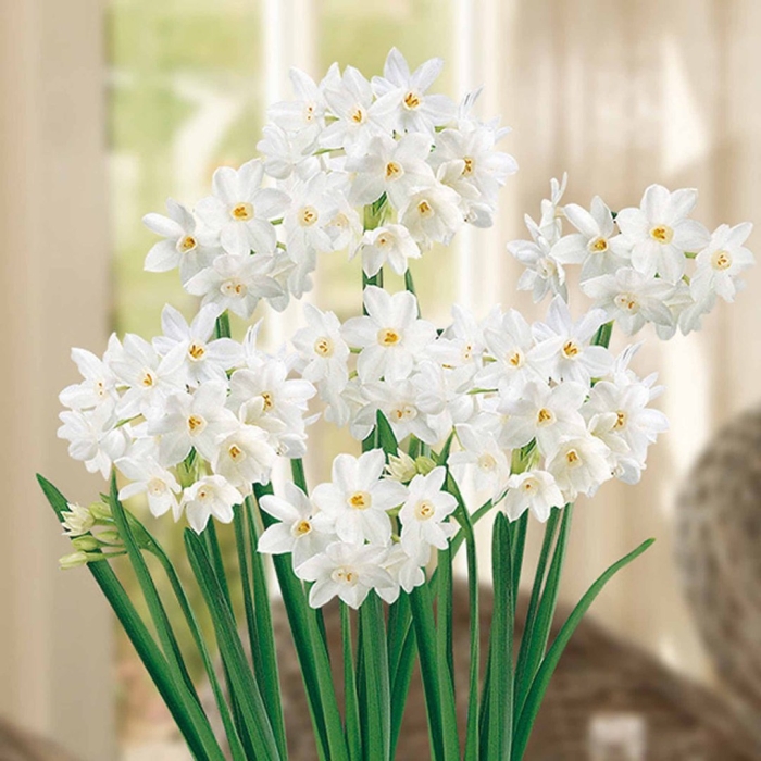 Нарцисс многоцветковый зива