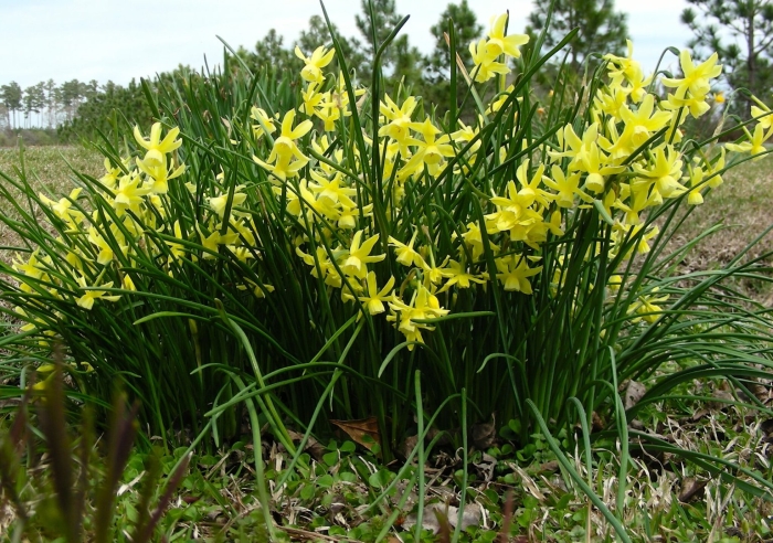 Нарцисс hillstar