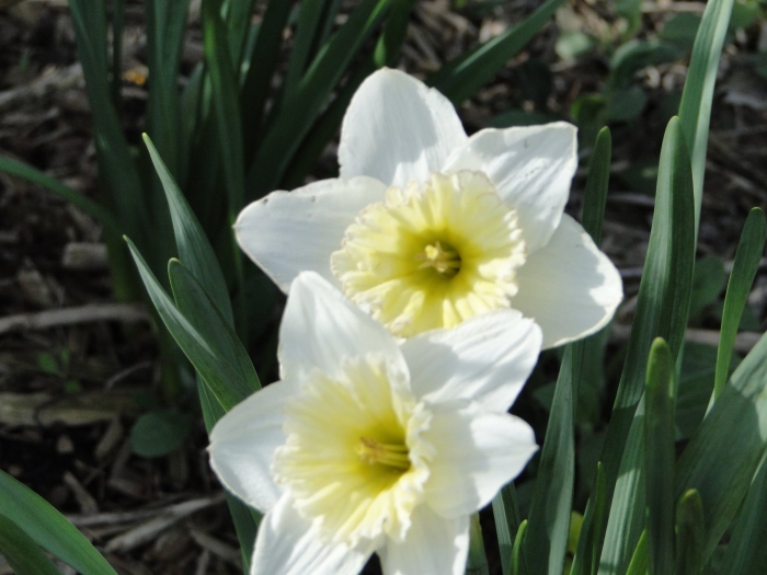 Нарцисс hillstar