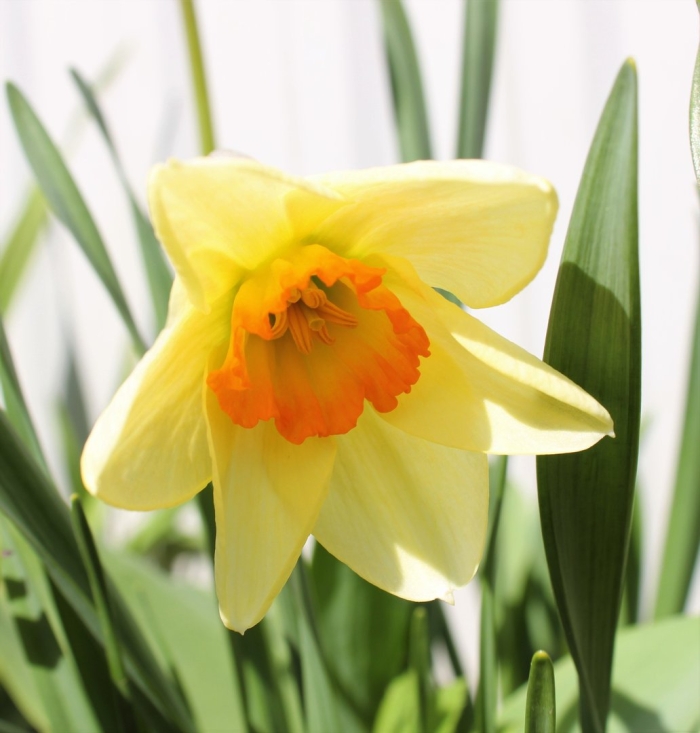 Нарцисс delta