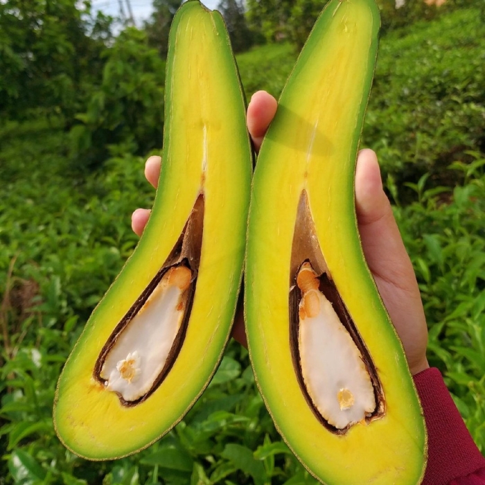 Фрукт авокадо