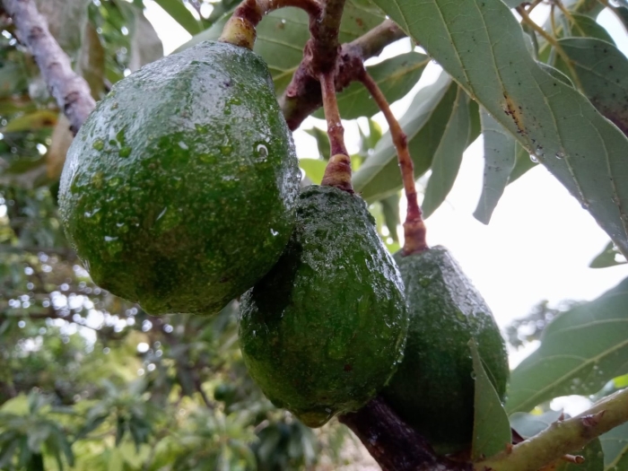 Дерево авокадо