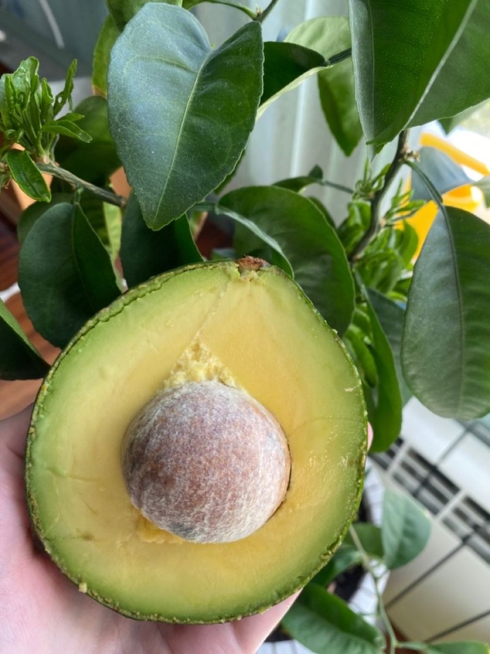 Фрукт похожий на авокадо