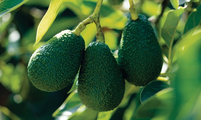 Авокадо растение