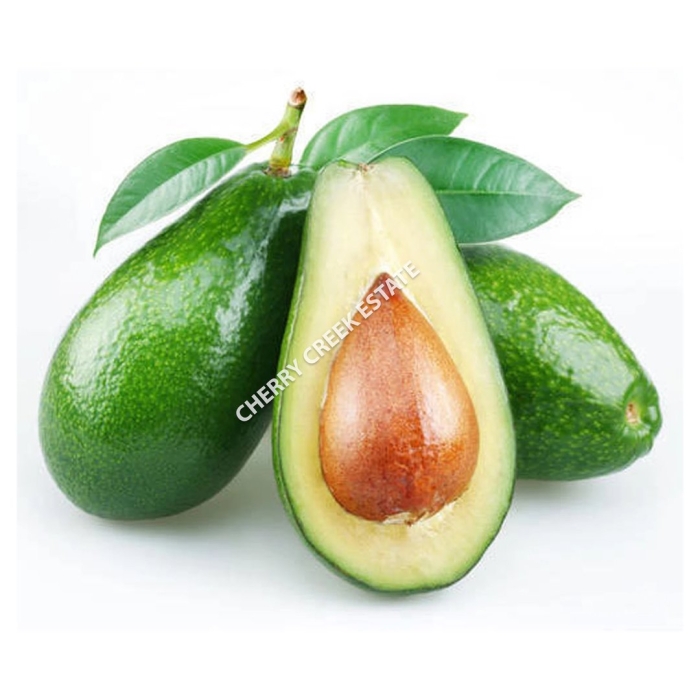 Сорт авокадо пинкертон