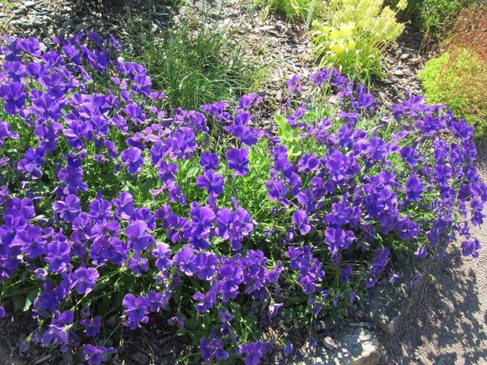 Фиалка многолетняя садовая рогатая