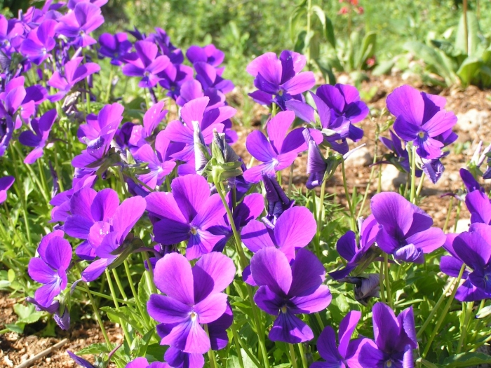 Фиалка садовая многолетняя