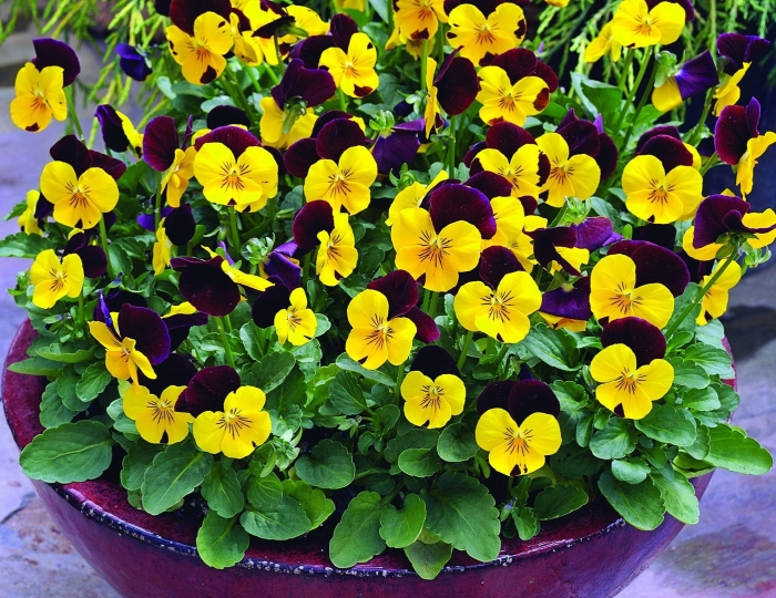 Виола виттрока желтая