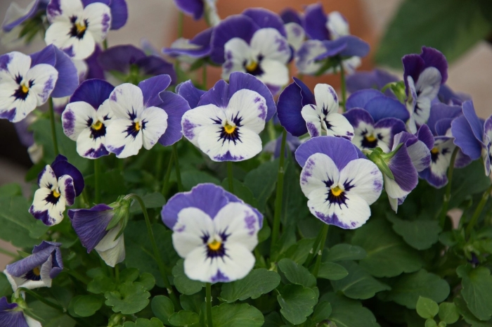 Фиалка рогатая джонни