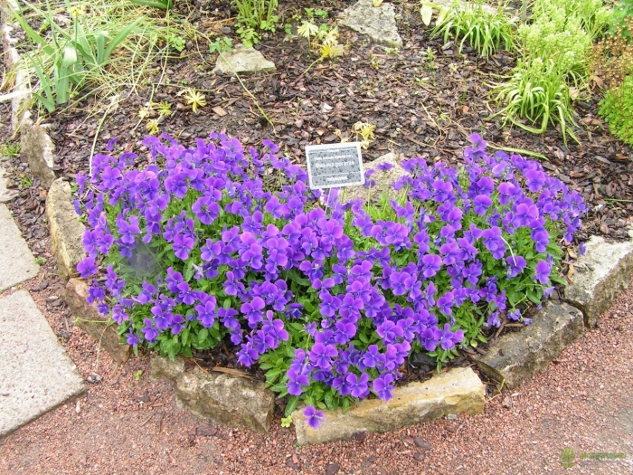 Фиалка многолетняя садовая рогатая