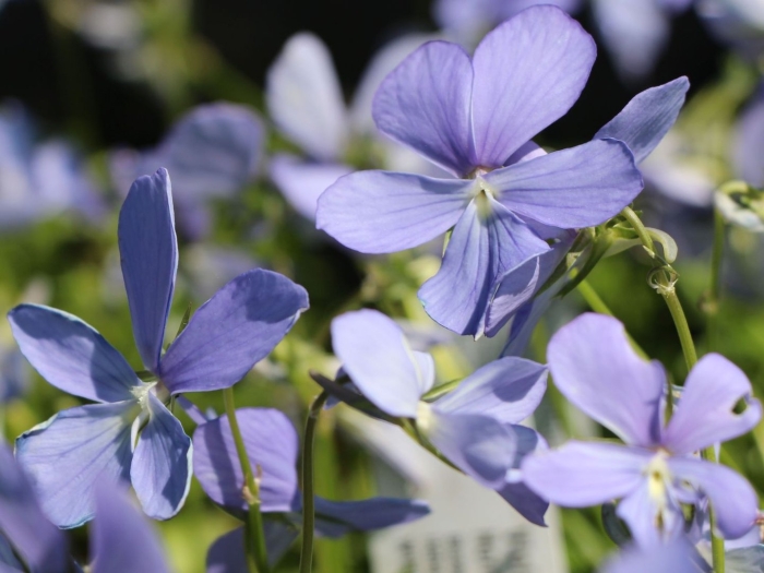 Фиалка рогатая boughton blue