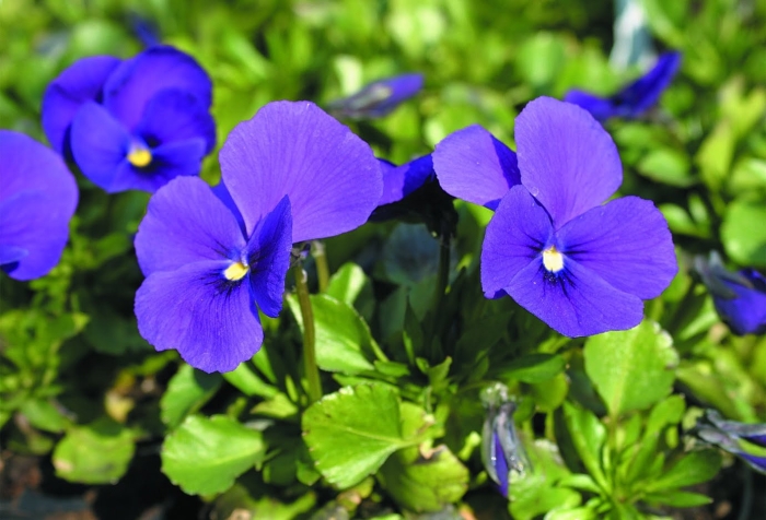 Виола виттрока голубая