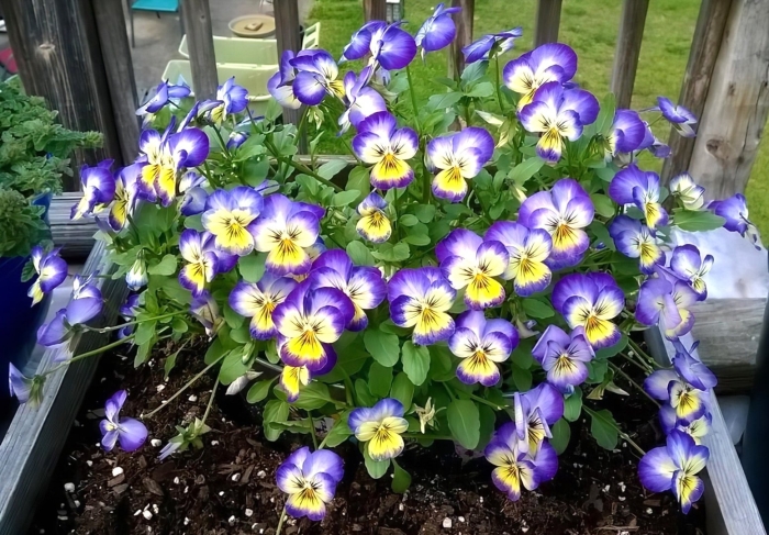 Фиалка рогатая (viola cornuta)