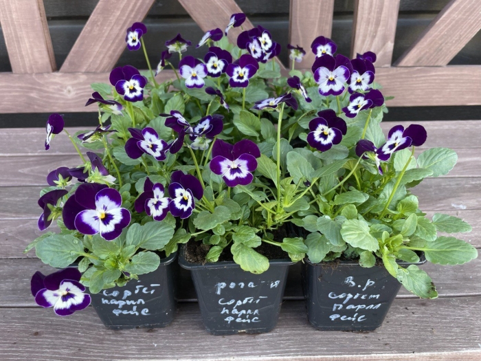 Виола виттрока рассада