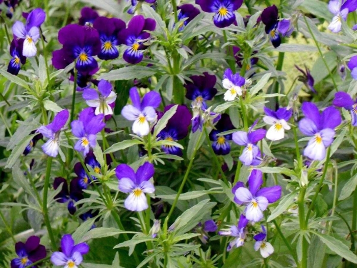 Виола анютины глазки многолетние