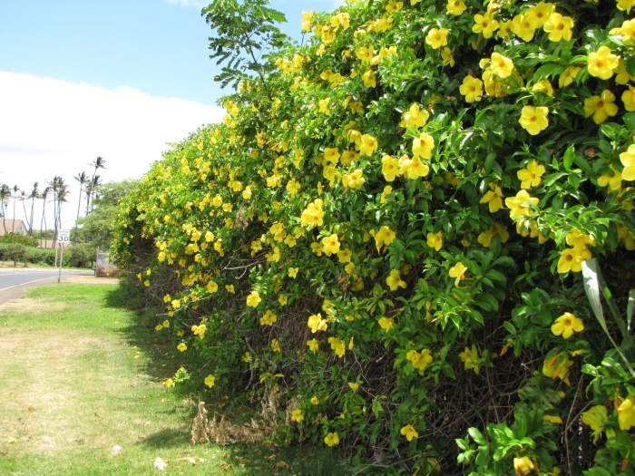 Yellow allamanda
