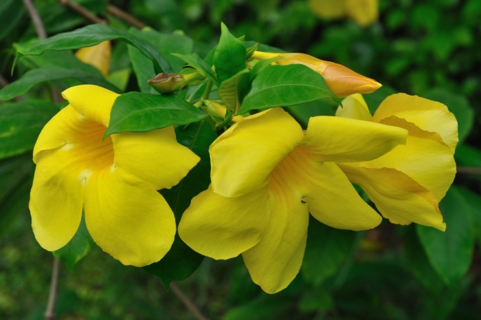 Алламанда (allamanda)