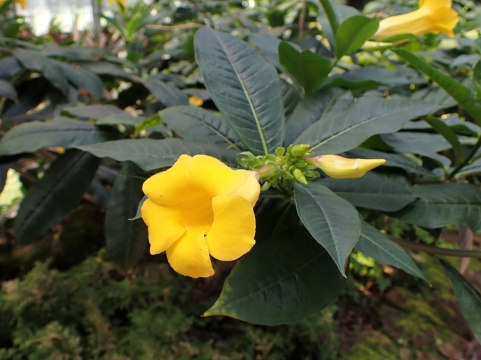 Allamanda schottii
