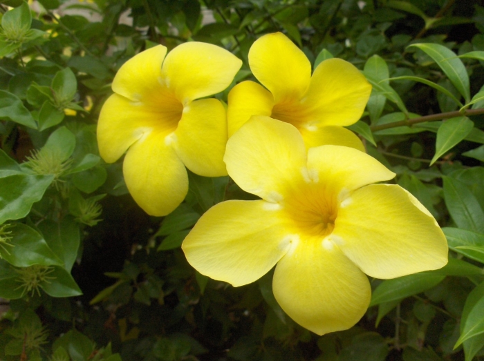 Allamanda neriifolia