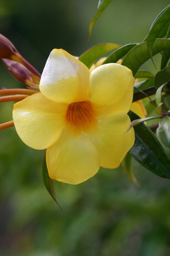 Алламанда цветок