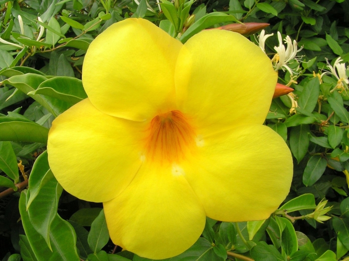 Allamanda cathartica