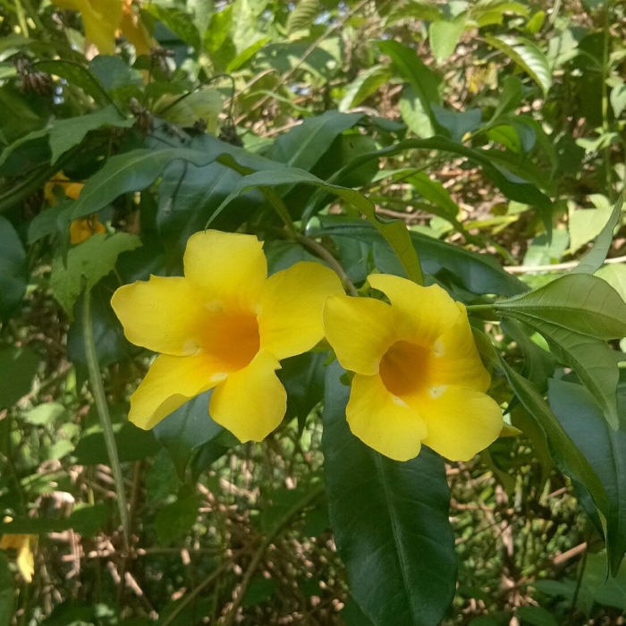 Allamanda schottii
