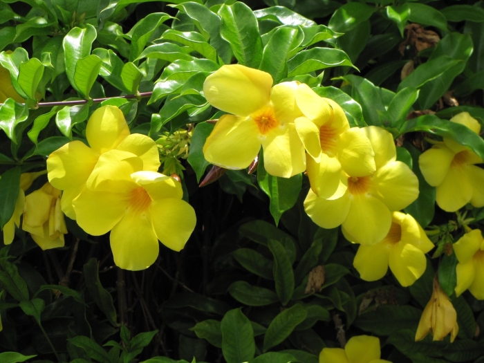 Алламанда слабительная