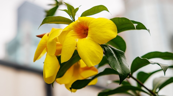 Allamanda cathartica