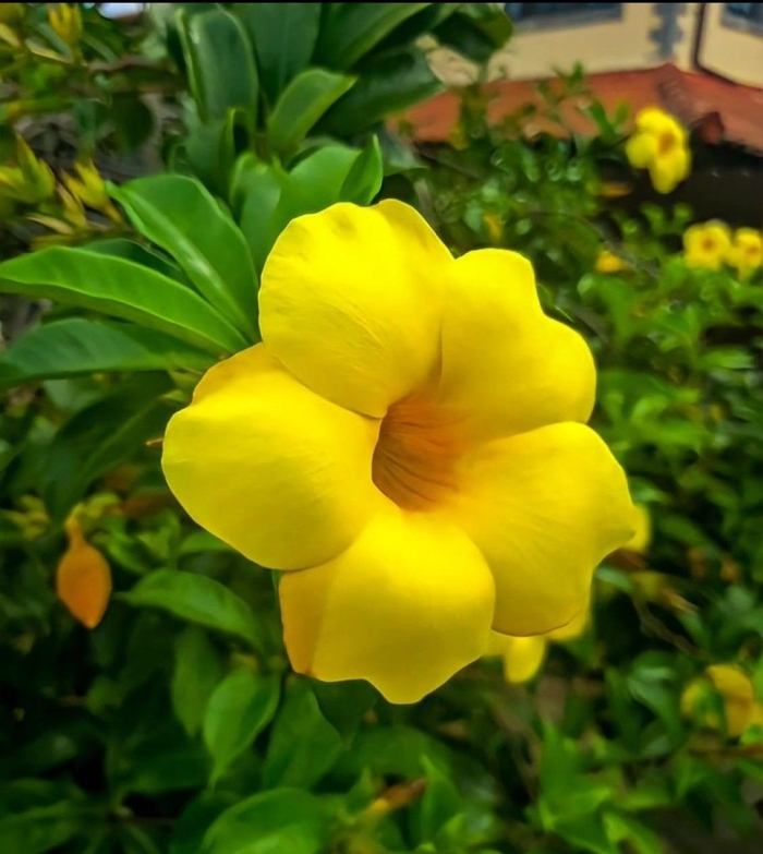 Тропические цветы