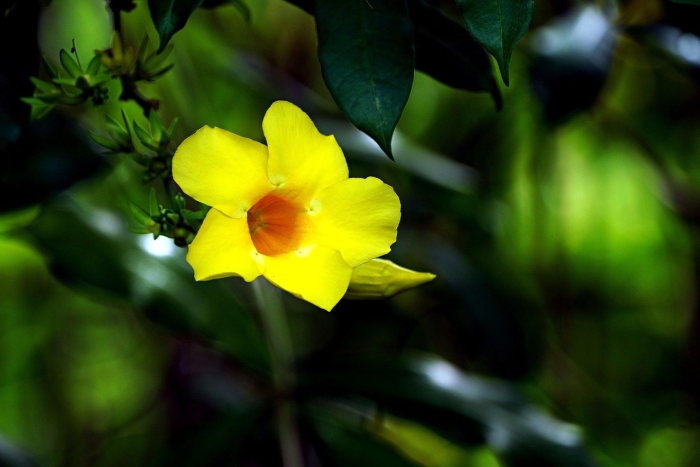 Allamanda cathartica