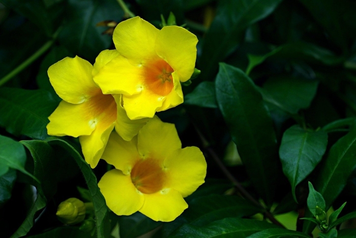 Алламанда слабительная