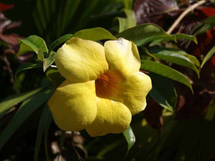 Allamanda cathartica