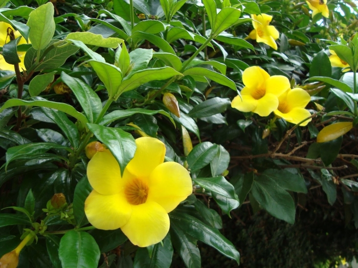 Allamanda cathartica