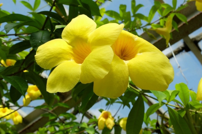 Алламанда (allamanda)