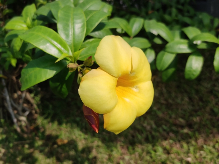 Allamanda cathartica