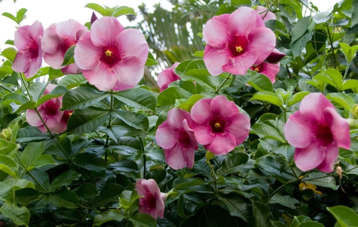 Allamanda blanchetii
