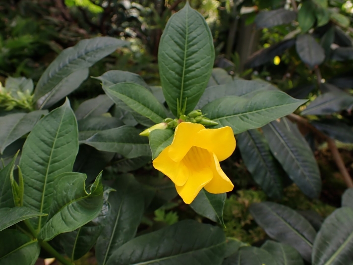 Allamanda schottii