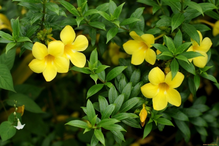 Лиана алламанда