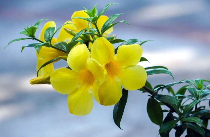 Жëлтые цветы