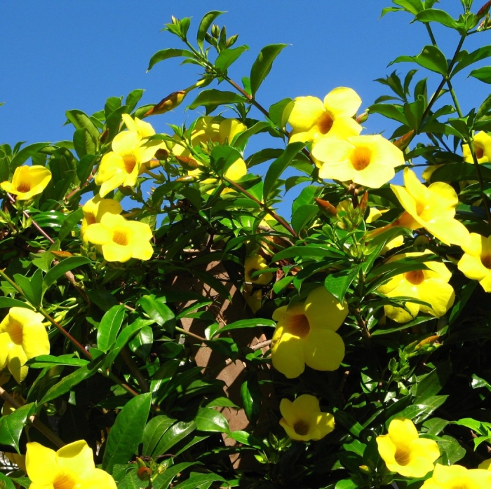 Allamanda cathartica