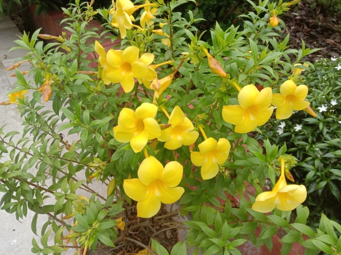 Allamanda cathartica
