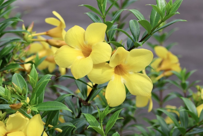 Алламанда слабительная