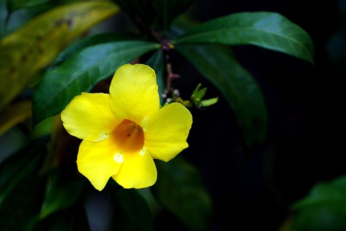 Алламанда слабительная