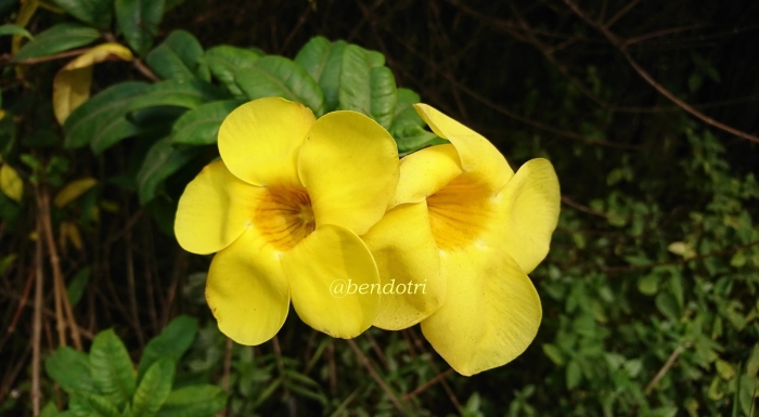 Allamanda hendersonii