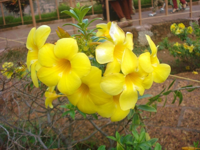 Алламанда махровая