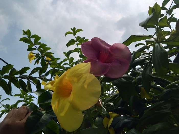 Allamanda cathartica